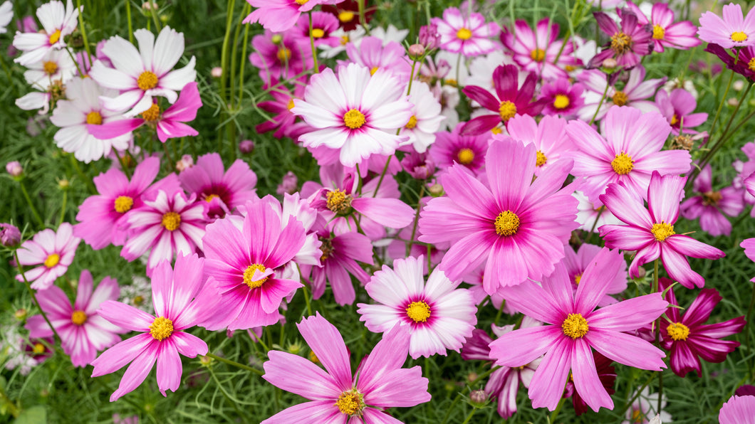 FLOWERS Cosmos *container - ORGANIC (EDEN FARMERS)
