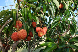 LYCHEE Frozen *500g - ORGANIC (EDEN FARMERS)