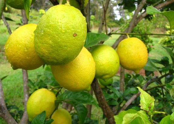 LEMON *500g - ORGANIC (EDEN FARMERS)